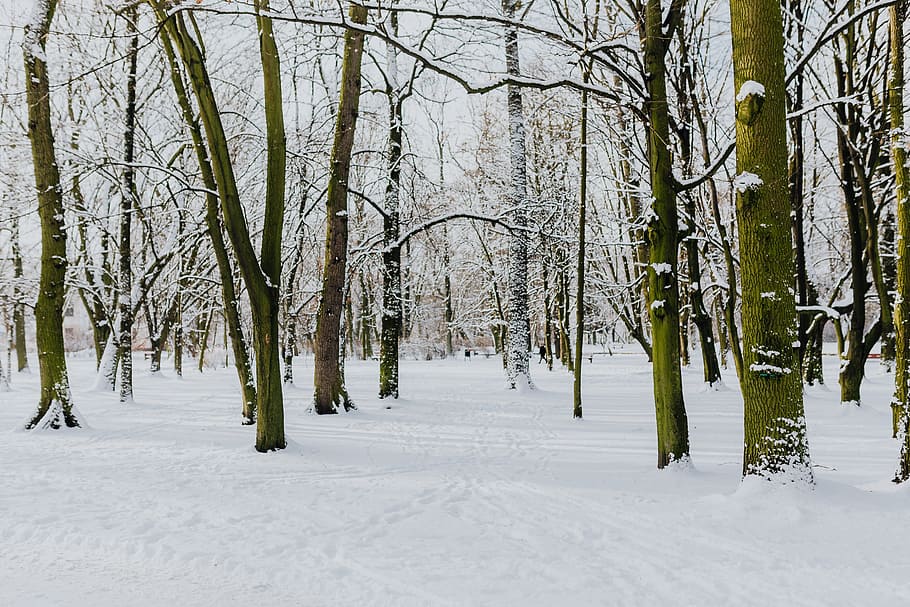 Wintery Park, white, clean, outdoor, trees, cold, snow, snowy HD wallpaper