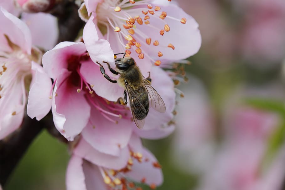 flower, peach tree, spring, flora, botanist, bee, flowering plant HD wallpaper