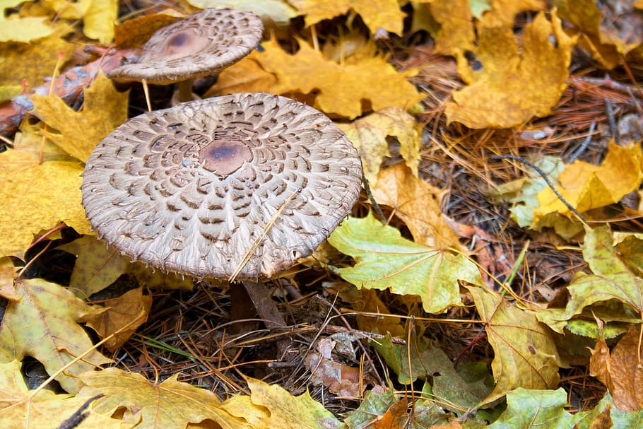 forest, closeup, brown, mushroom, macro, fungus, plant, wild HD wallpaper