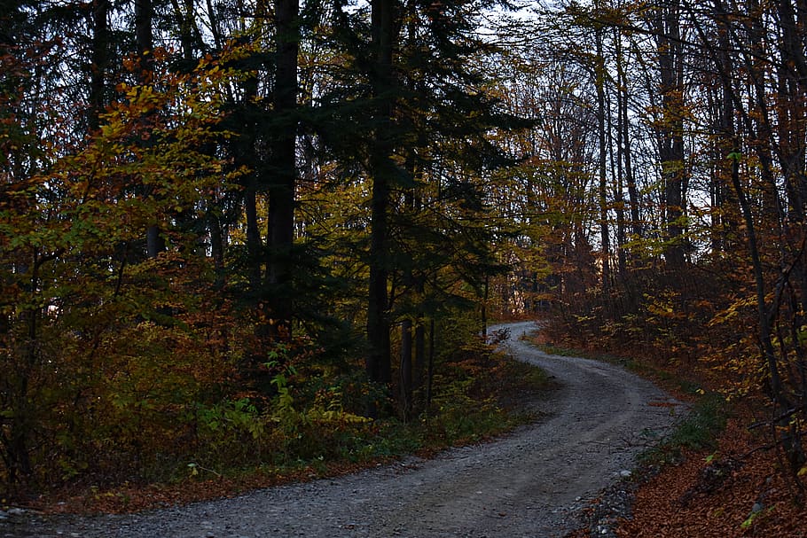 Mountain Trail in Forest, conifer, curve, dawn, daylight, environment HD wallpaper