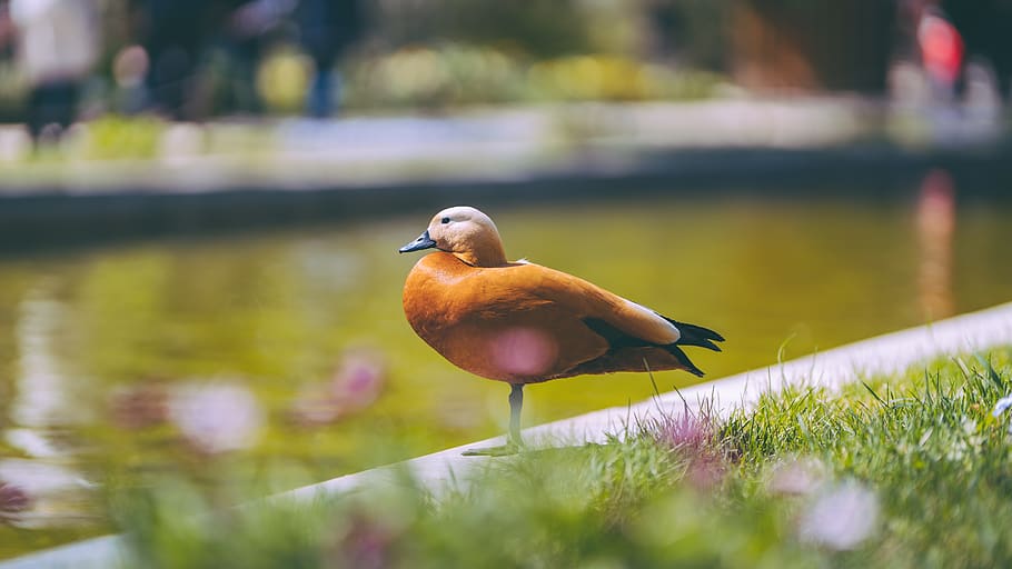 bird, vertebrate, animal, animal themes, animal wildlife, animals in the wild HD wallpaper