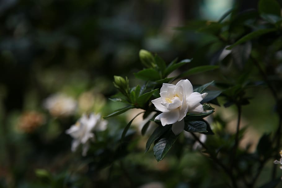 gardenia, nature, plants, fragrant, petal, flowers, white, flowering plant, HD wallpaper