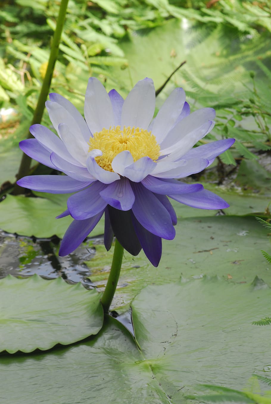 flower, plant, nature, leaf, puddle, garden, botany, water lily HD wallpaper