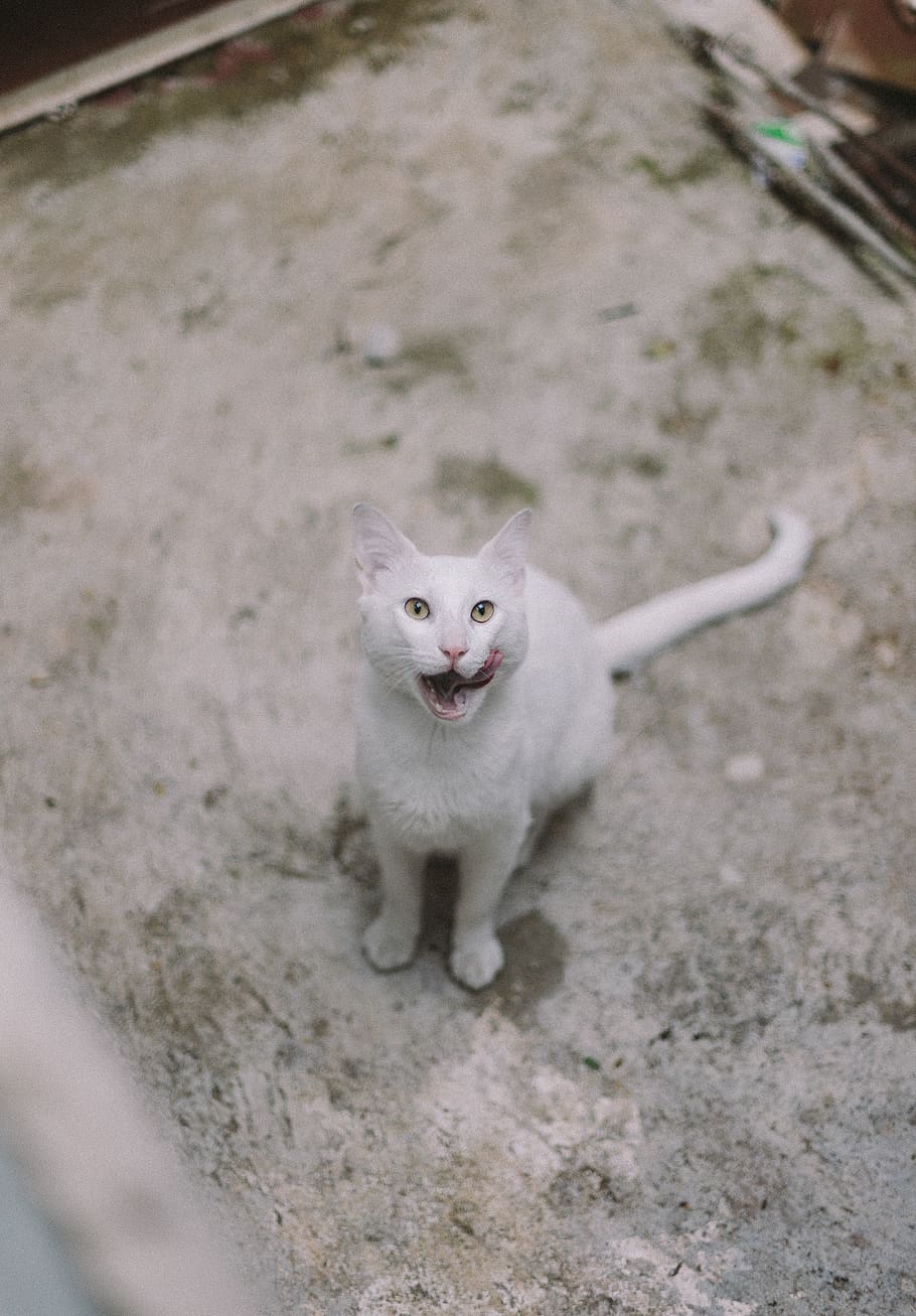 white cat looking upward, mammal, one animal, domestic, pets HD wallpaper