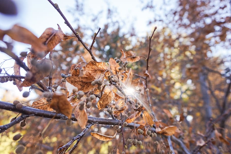 tree, trees, branch, brances, fall, orange, berries, seeds HD wallpaper