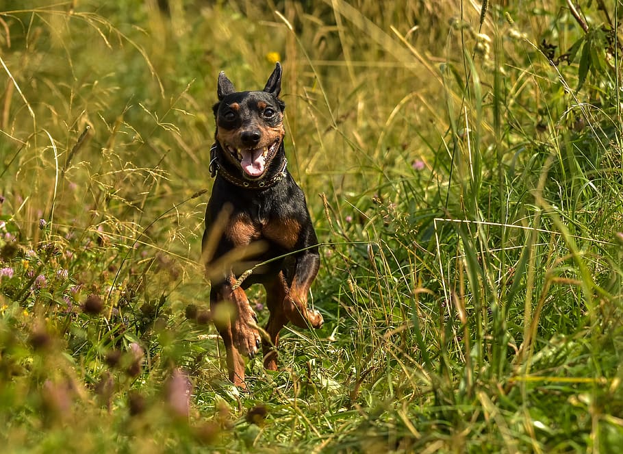 little, doggie, each, one animal, canine, plant, animal themes HD wallpaper