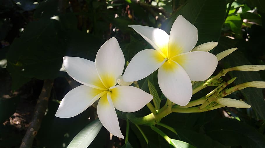 flowers, white, nature, plant, flowering plant, vulnerability HD wallpaper