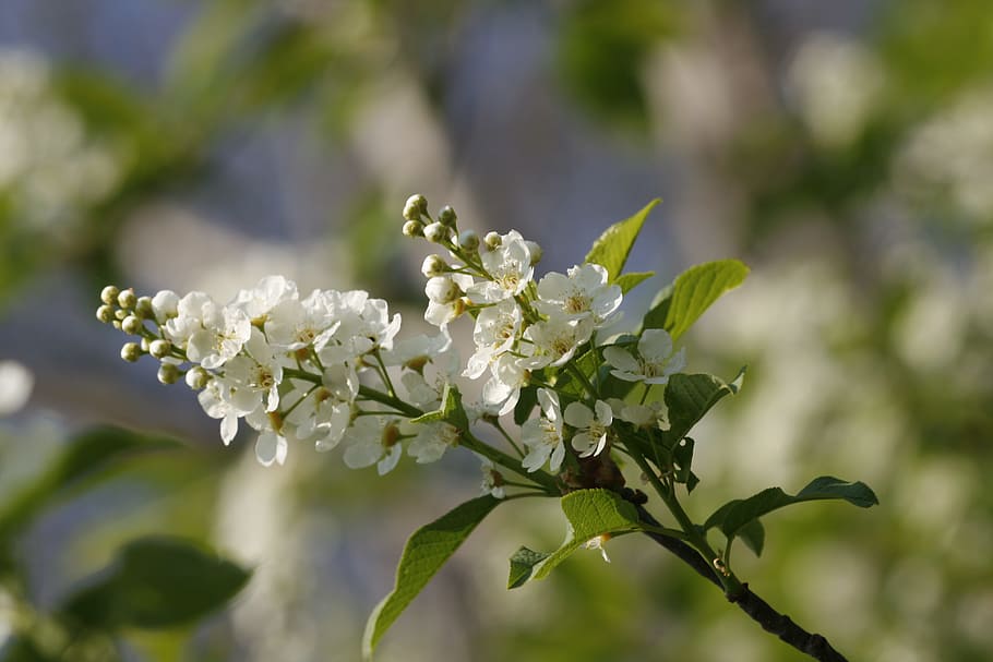 beautiful, blossom, bright, bunch, closeup, detail, flora, floral HD wallpaper