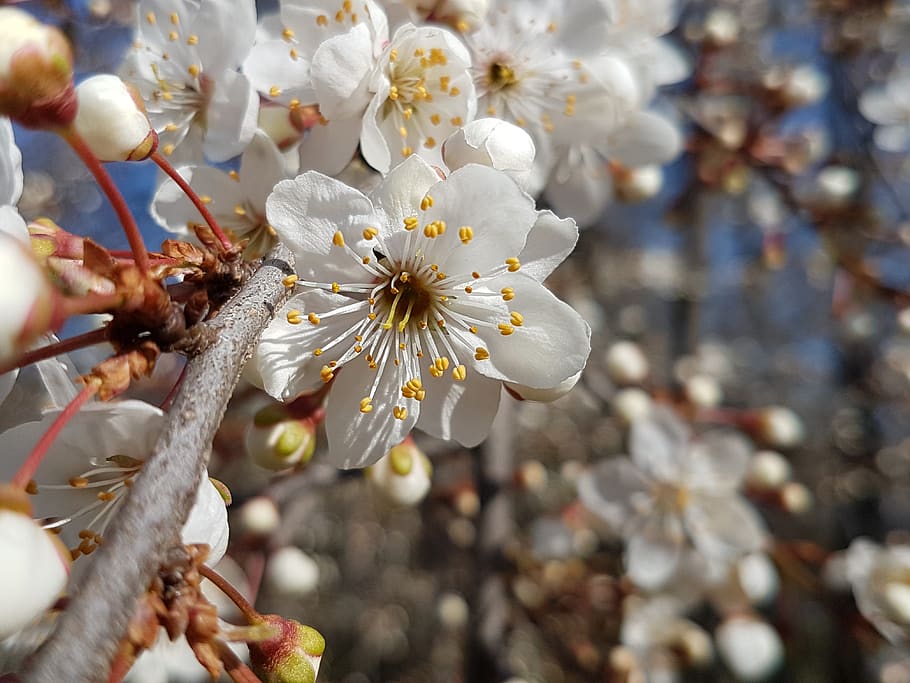spring, bee, blossom, bloom, vistula, flowering plant, freshness HD wallpaper