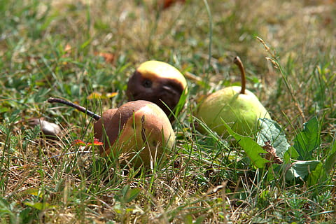 windfall, lazy, fruit, autumn, decay, rot, brown, apple, corrupted HD wallpaper
