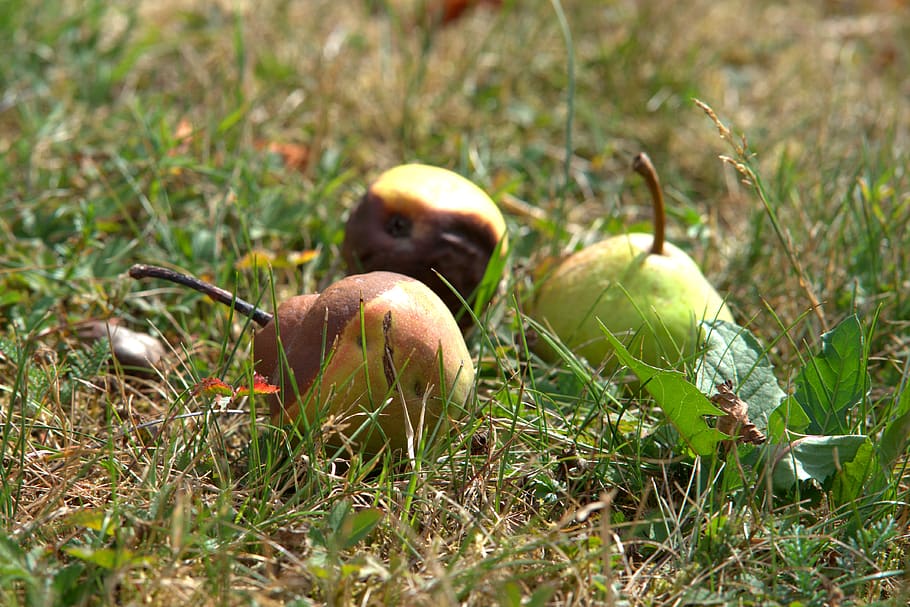 windfall, lazy, fruit, autumn, decay, rot, brown, apple, corrupted HD wallpaper