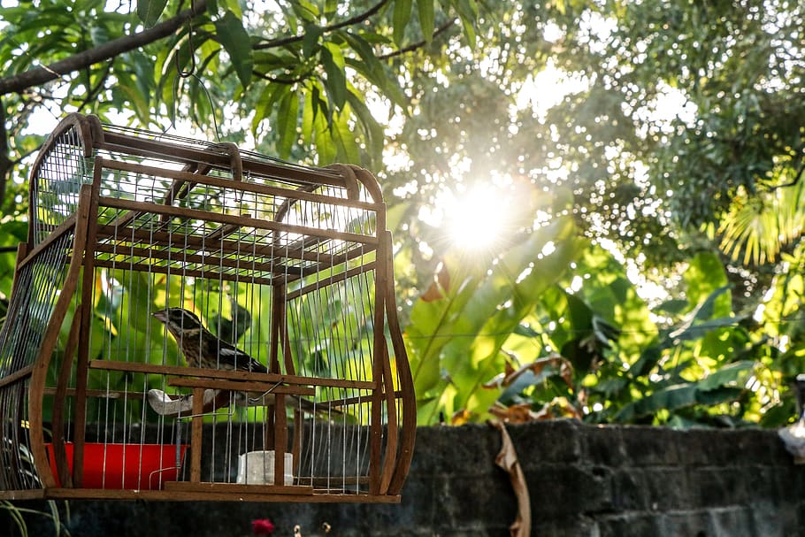 nature, cage, pet, pen, plumage, beautiful, zoo, curious, bird HD wallpaper