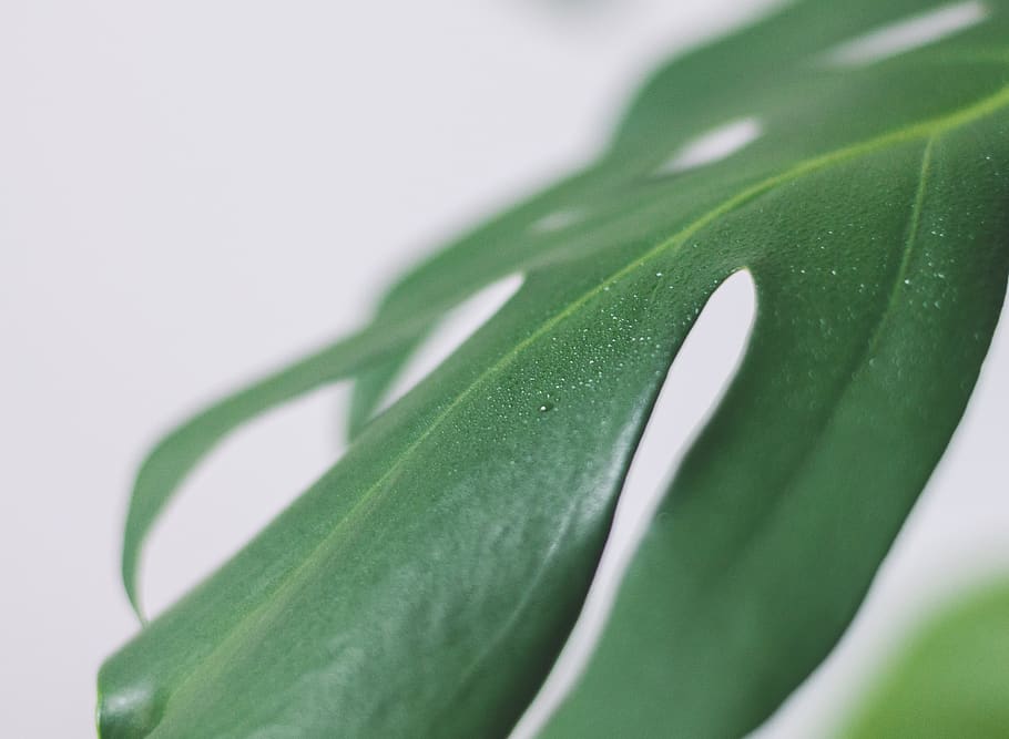 green leaf on white surface, plant, aloe, flora, macro, foliage HD wallpaper