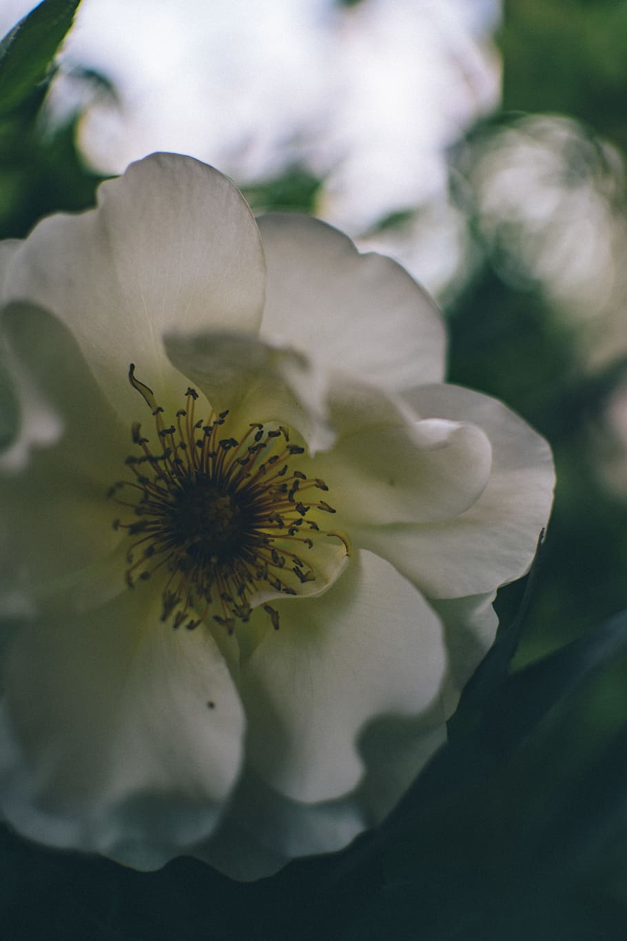 white, rose, flower, flowering plant, fragility, vulnerability HD wallpaper