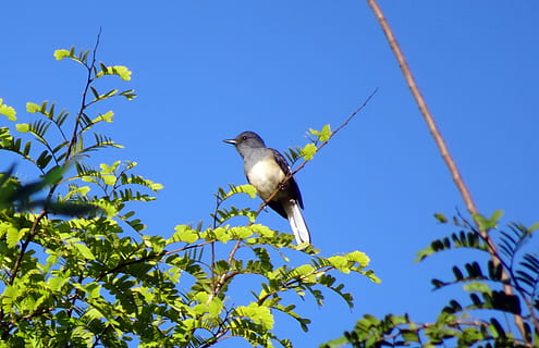 bird, magpie, robin, copsychus saularis, singing bird, oriental magpie-robin HD wallpaper