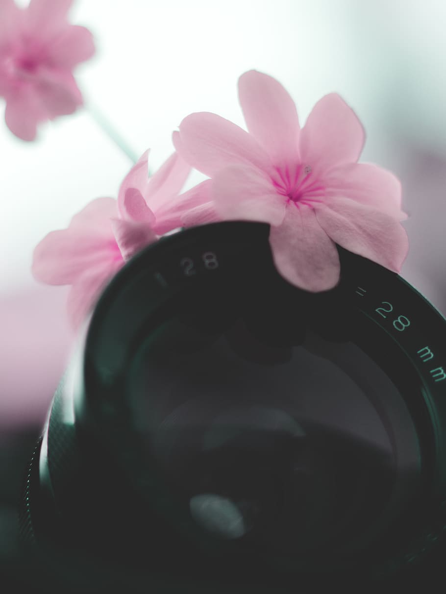 pink, lens, closeup, 28mm, lumix g7, black, teal and pink, flower HD wallpaper
