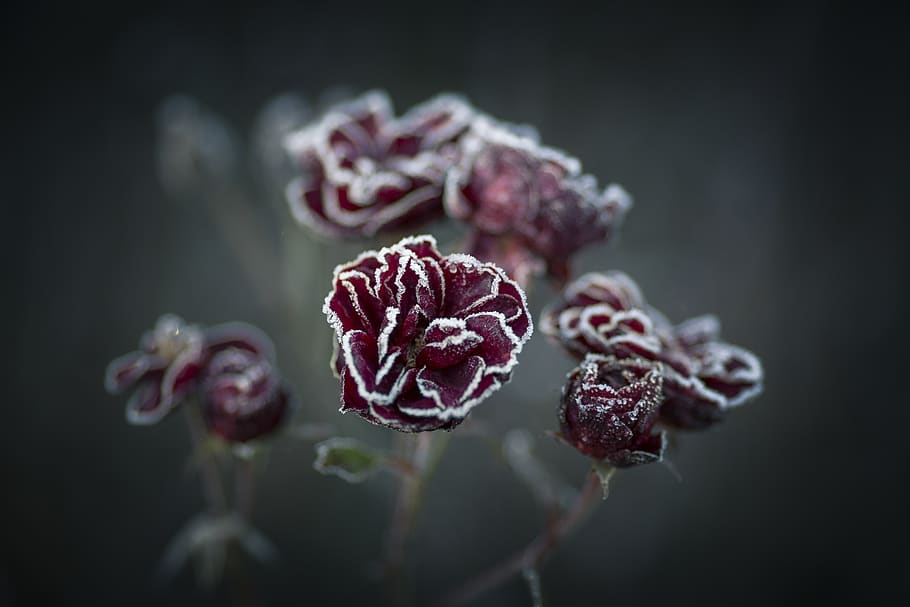 red flowers, close-up, freshness, plant, focus on foreground HD wallpaper
