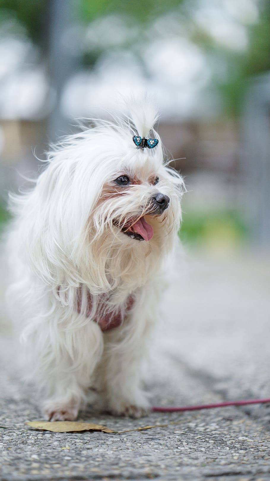 dog, medusa, pets, domestic, one animal, animal themes, domestic animals HD wallpaper