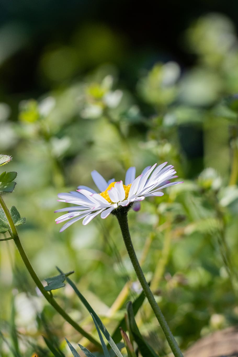 daisy flower photography, plant, blossom, daisies, pollen, aster HD wallpaper