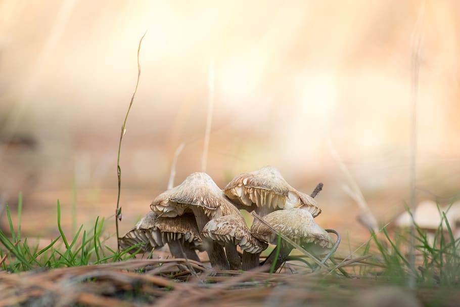 brown mushrooms on ground, plant, amanita, fungus, agaric, kelowna, HD wallpaper