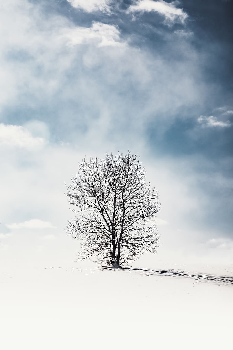 black tree during daytime, bare tree, cloud - sky, snow, beauty in nature HD wallpaper