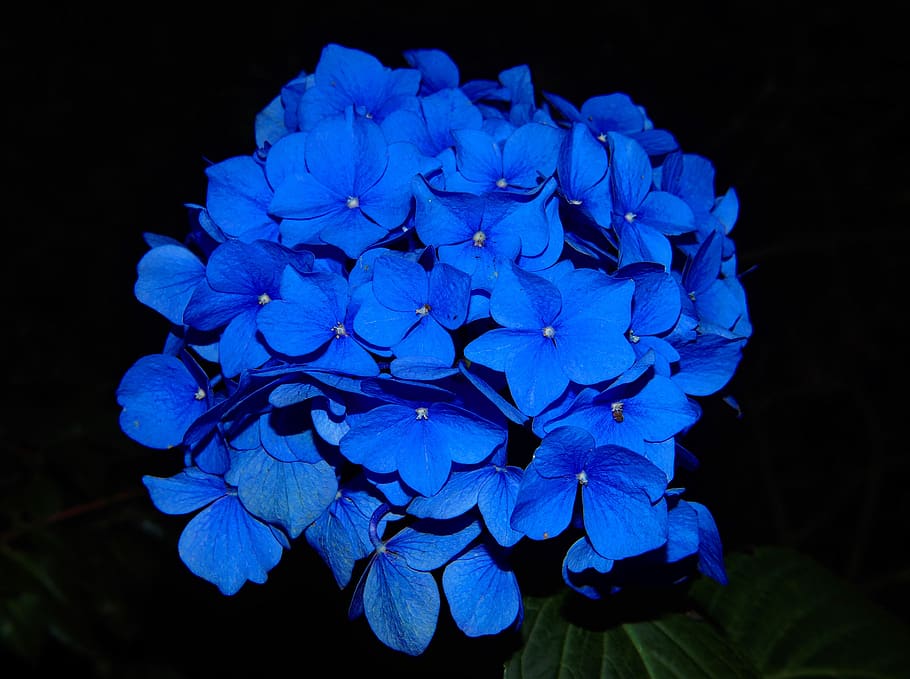 Close-up Photo of Blue Hydrangeas in Bloom, blossom, flora, floral HD wallpaper