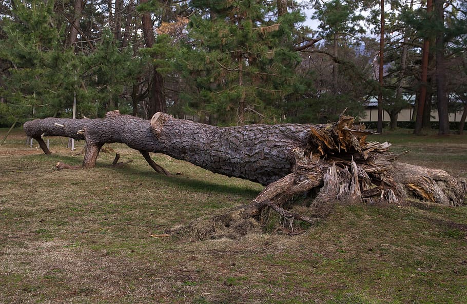 tree, root, wood, fir, uprooted, shot, plant, land, nature HD wallpaper