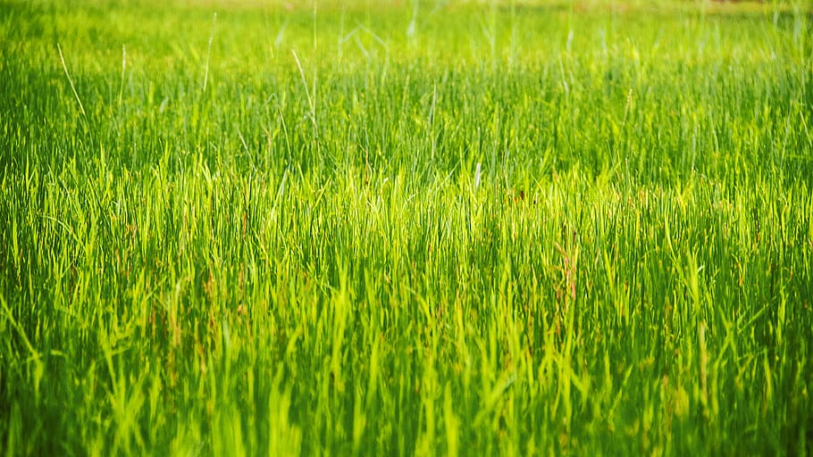 Grass Plain, cropland, crops, daytime, environment, farm, farmland HD wallpaper