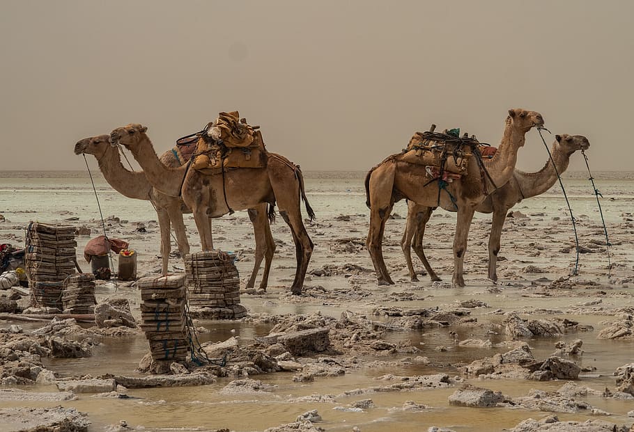 four brown camels standing, mammal, domestic animals, animal themes HD wallpaper
