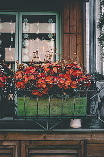 brown-leaf plants on green planter, home decor, flower, blossom HD wallpaper