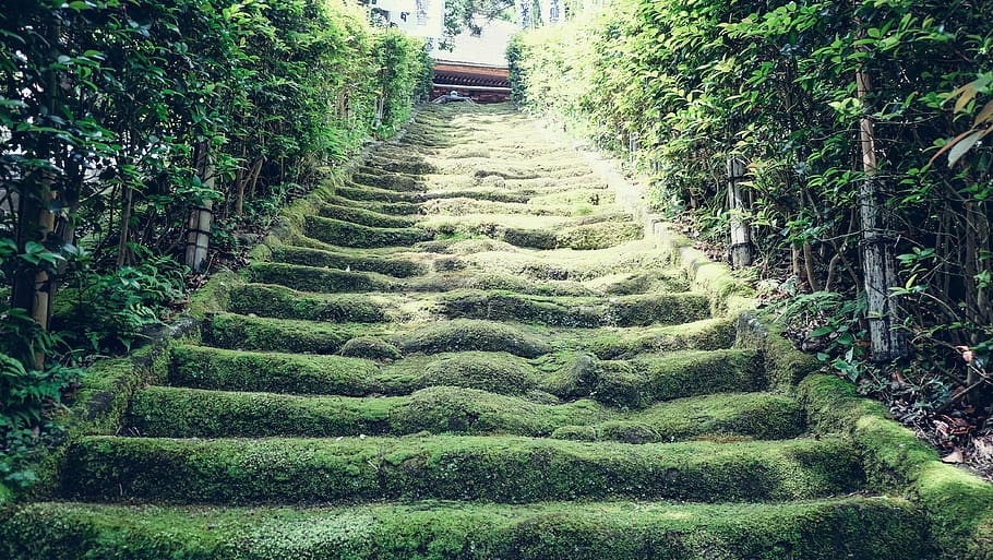japan, kamakura, temple steps, plant, tree, green color, growth, HD wallpaper