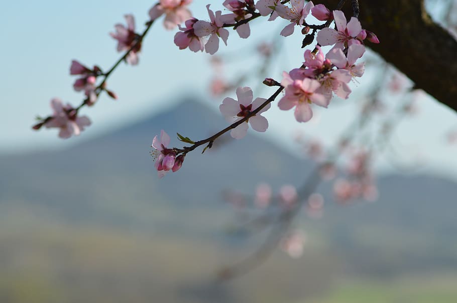 balaton uplands, hungary, spring, bloom, mandulafa, mandulavirág HD wallpaper