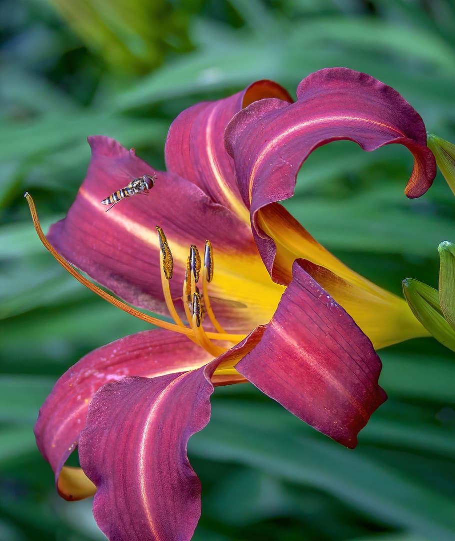 lily, flower, hoverfly, close, maroon, yellow, bloom, nature HD wallpaper