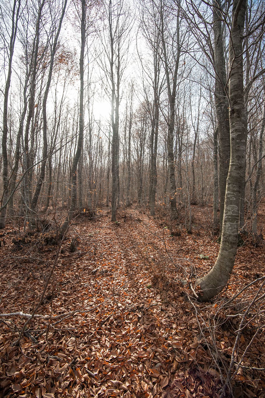 ground, plant, tree, tree trunk, nature, forest, natural, fall HD wallpaper