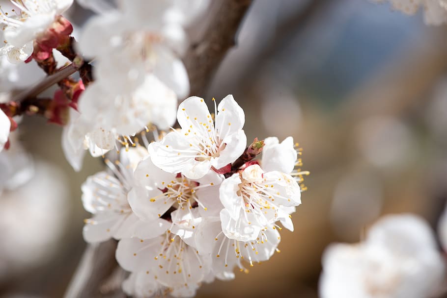 flowers, white, spring, apricot tree, apricot tree flowers HD wallpaper