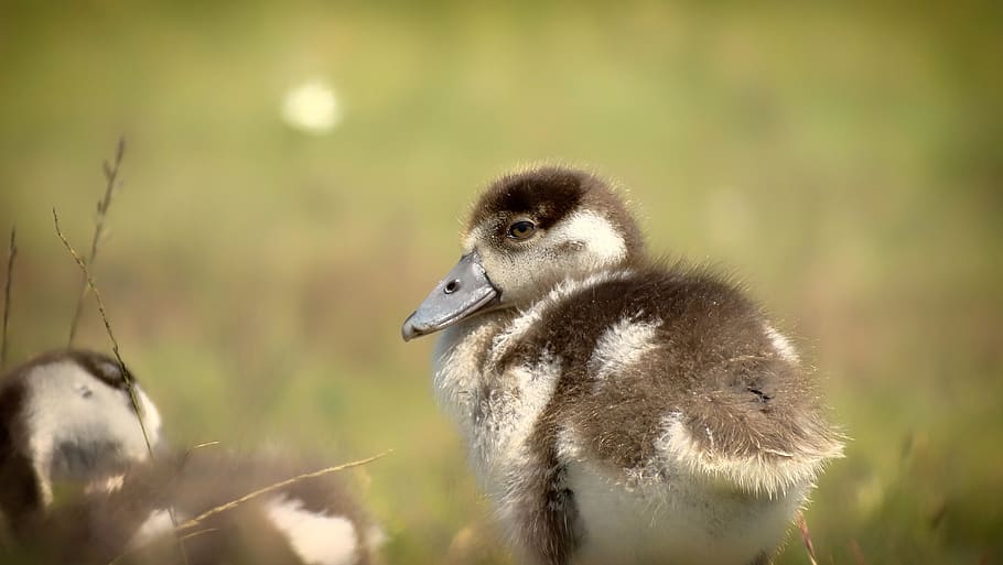cute, fuzzy, fluffy, chicks, goslings, goose, bird, nature HD wallpaper
