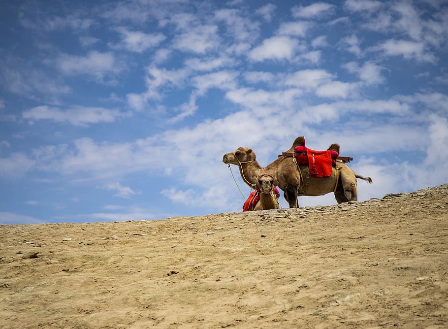 camel, desert, sand, landscape, travel, animal, camels, adventure HD wallpaper