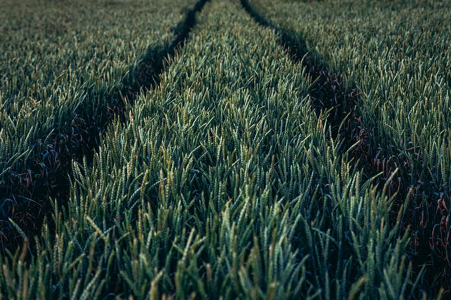 landscape photo of green field, grass, nature, line, horticulture HD wallpaper