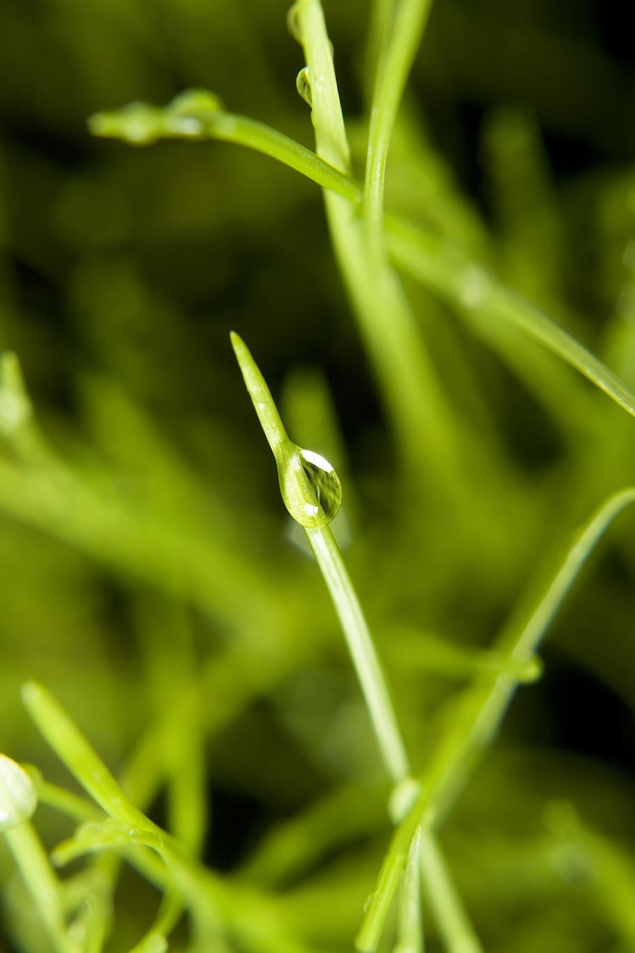 background, grass, wet, green, close, up, rain, spring, eco HD wallpaper