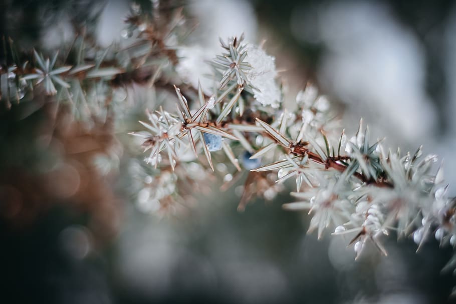 trees, light, forrest, winter, nature, bokeh, close-up, selective focus HD wallpaper