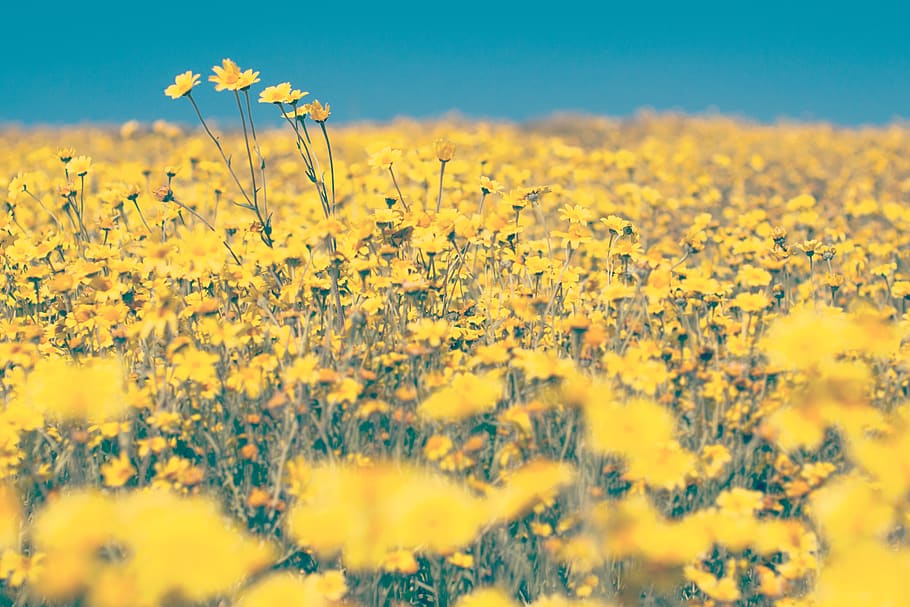yellow, flowers, farm, yard, field, garden, blue, sky, outdoor HD wallpaper
