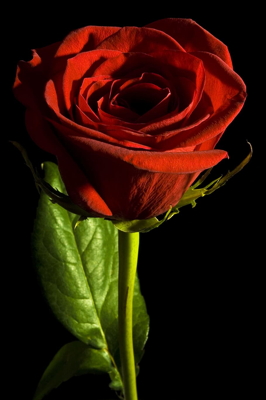 black, rose, red, background, closeup, isolated, nobody, petal HD wallpaper