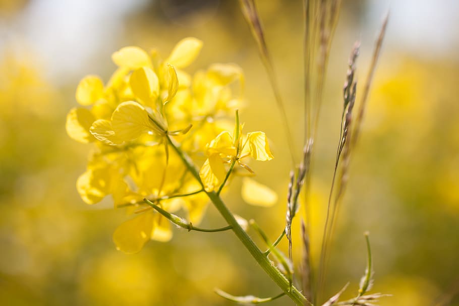 greece, alimos, pani hill, flower, plant, pollen, springtime, HD wallpaper