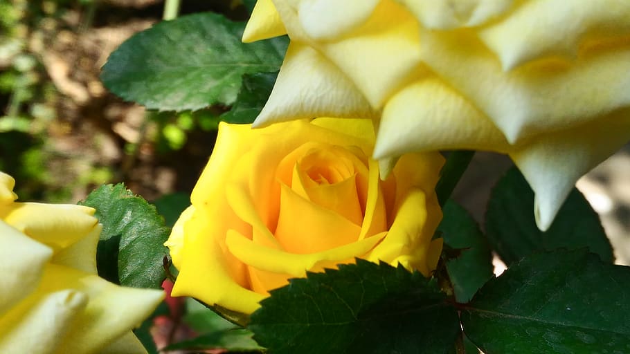 india, indore, flowering plant, close-up, beauty in nature HD wallpaper