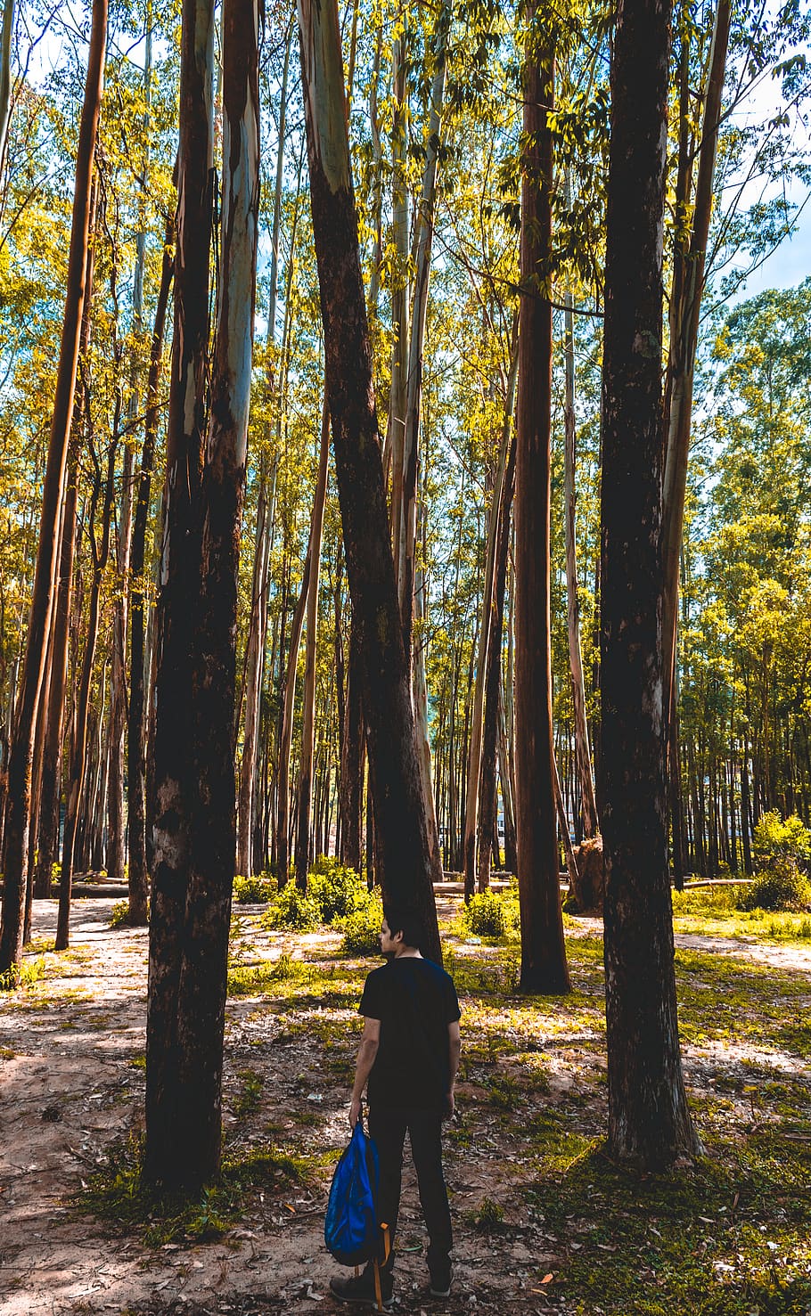 tree, plant, human, person, tree trunk, ground, vegetation HD wallpaper