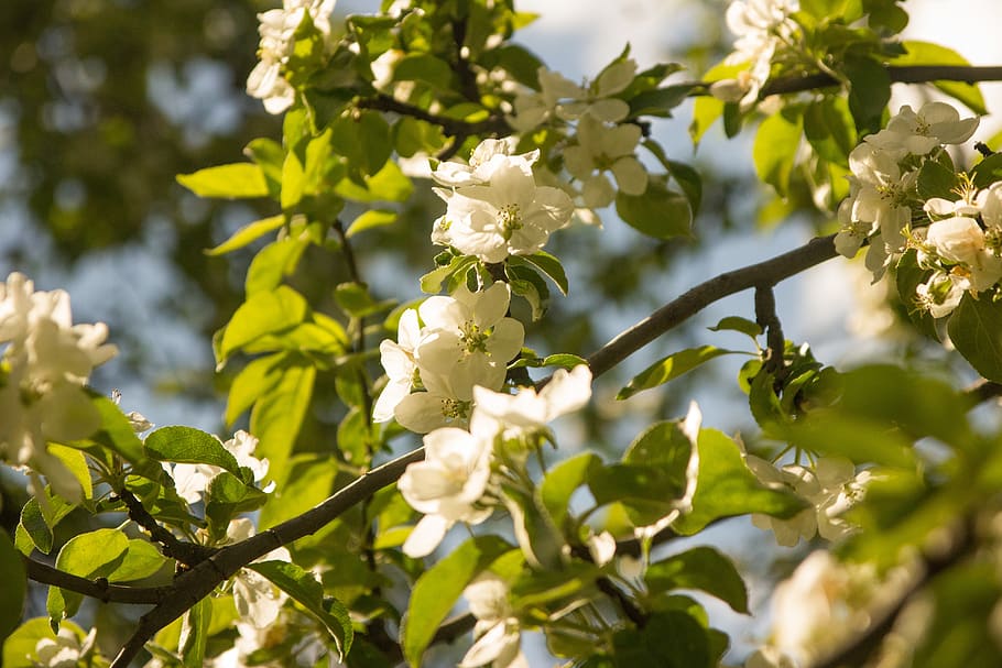apple tree, kolomna, garden, spring, flowers, bloom, park, nature HD wallpaper