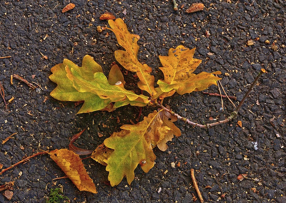 oak leaf, asphalt, road, autumn, morning, leaf coloring, fall foliage HD wallpaper
