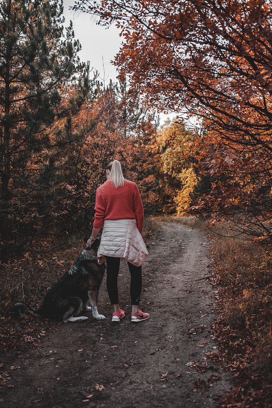 hungary, érd, forest, autumn, woman, dog, natural path, one animal, HD wallpaper