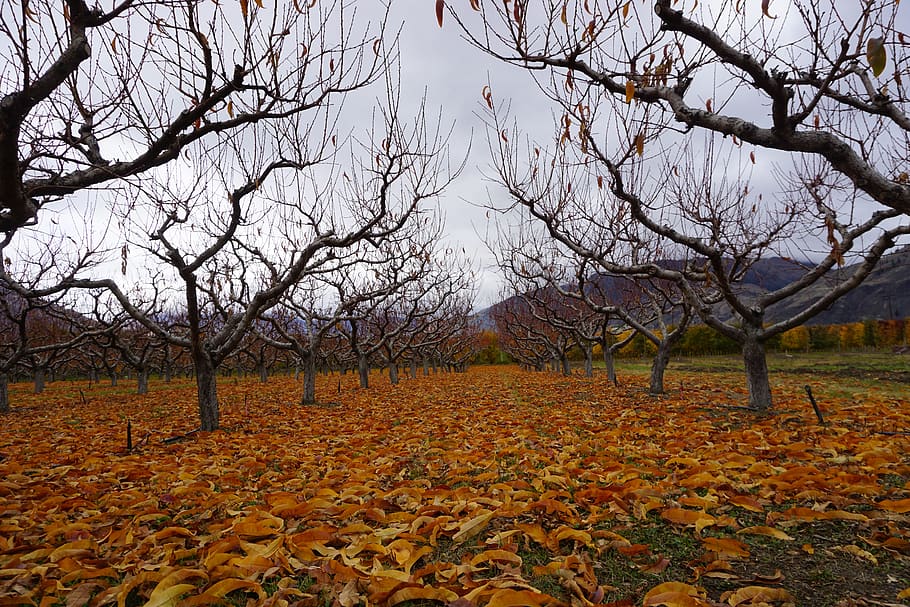 wine, wine making, osoyoos, vineyard, grapes, agriculture, nature HD wallpaper