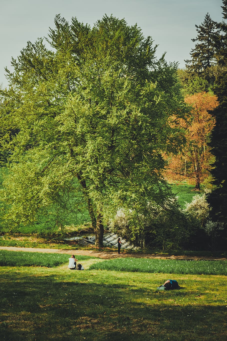 belgium, plant, tree, grass, green color, animal, animal themes HD wallpaper